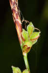 Fibrousroot sedge